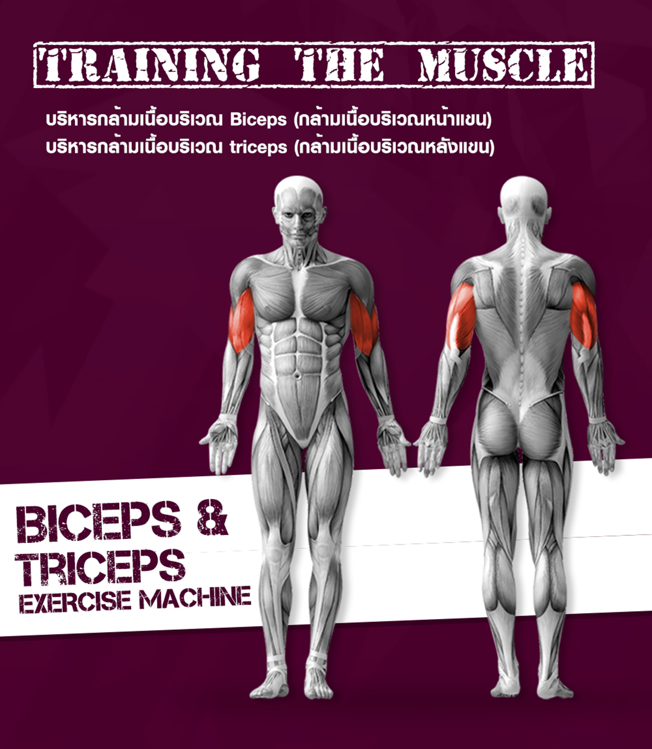 Biceps/Triceps (SH-7009A)